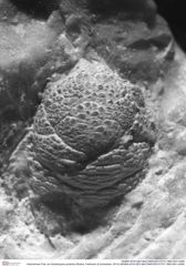 Historisches Foto von Ankylokypha parabola (Robins, Feldmann & Schweitzer, 2013) (NHMW-AFW-GEO-BACHMAYER-FOTO-1990-0041-0458)